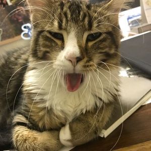 Meet your Posher, Kwan yi